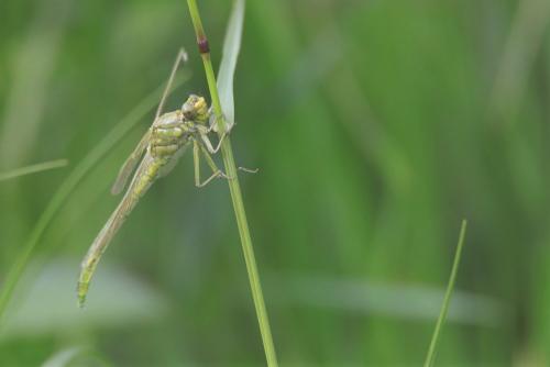 Gomphus pulchellus